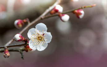 A spring-blossoming tree bud